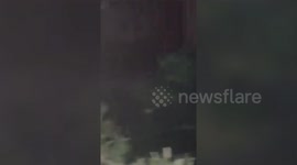 India: Bear entered the residential area and was rescued