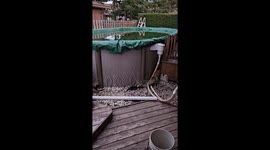 Momma fox and her baby kits: under-deck residents