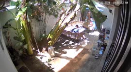 Man Narrowly Avoids Being Crushed by Falling Tree