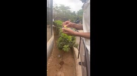 Hilarious monkey mishap caught on camera!