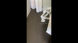Gremlin strikes: cat unravels entire toilet paper roll