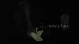 The doctor inserted a THREE cm long fish bone deep into the patient's throat for 1 week
