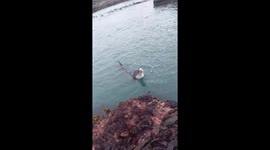 Dolphin Shows Off Its new Toy