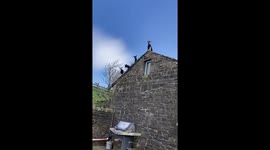 Goats on the roof: unusual sight in Burnley, UK