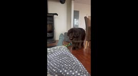 Dog Helps Owner Take Sock Off