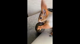 Squirrel Perfectly Peels Avocado