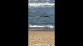 Osprey Catches Trout