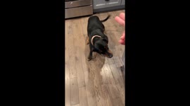 Two Dogs Attempt Same Trick