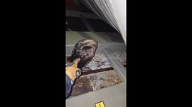 Sleeping Bird Gently Awoken