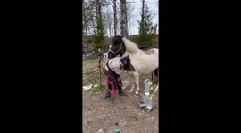 Horse Enjoying Neck Scratches