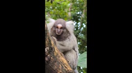 Beautiful monkeys around my chalet in Pipa - Brasil