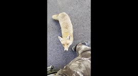 Friendly Fox Tries to Nibble Finger
