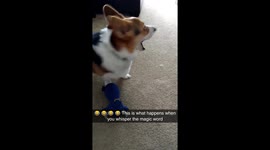 The Word Walk Excites Dog