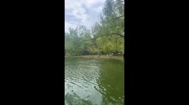 Woman Climbs on Precarious Tree Branch to Retrieve Fishing Line