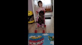 Toddler Pushes Dachshund in a Stroller