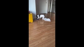Benny Gets a Little Clumsy With His Water Dish