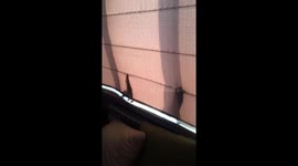 Ferrets Perform a Shadow Dance
