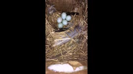 Watch the moment when these proud new starling parents witness the hatching of their first egg