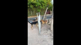 All bark and no bite! Dogs yap at each other from either side of open gate