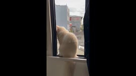 Amusing neighbour cats stare at each other from across buildings