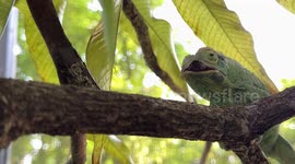 Vienna Zoo marks first International Chameleon Day