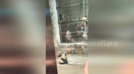 Chinese zoo that is not allowed pandas paints chow chow dogs black-and-white