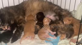 Chinese owner surprised to find cat giving birth to kittens in washing machine