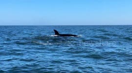 Rare white orca amazes whale watches in California