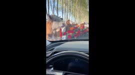 Cows and camels stopped wedding car to feast on decorated flowers in China