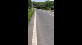 Grieving starling stands next to bird friend killed by car