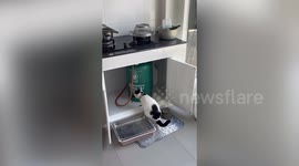 Cat tries to catch mouse like a Tom and Jerry cartoon