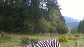 Missing zebra safely caught after six-day search in Washington