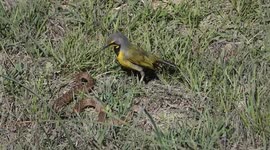 Brave bird pecks at unlucky snake's eyes to chase it from territory