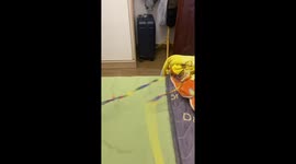 Cat's playful mishap: phone takes a tumble in Guangdong