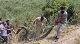 Rescue operation safely retrieves 13-foot python in northern India