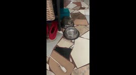 Cat nap in the bowl: a cozy corner for feline siestas