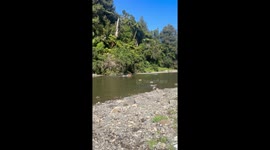 Dog vs. speed boat: a playful battle on the river