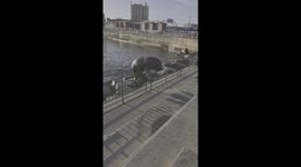 Adventurous seal overcomes barriers to reunite with companions on Chilean shoreline