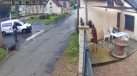 Persistent delivery driver triumphs over fierce guard dog