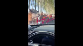 Cows and camels hold up wedding car to eat its flowers