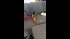 Yorkie Plays With Toy