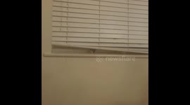 Mustang the kitten caught in the blinds, moving creepy and wont get out