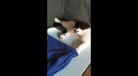 Newborn Kitten Hanging Out