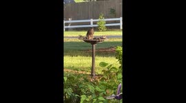 Hawk Spotted Washing Rear in Bird Bath