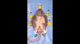 Rat is a Chick Magnet