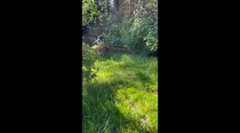 Border Collie Brings Her Human Flowers