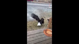 Bald Eagle and Fox Squabble