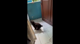 Puppy Overjoyed at Human's Return