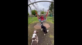 Dogs Playing With Kid