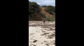 Dachshund Helps Collect Firewood